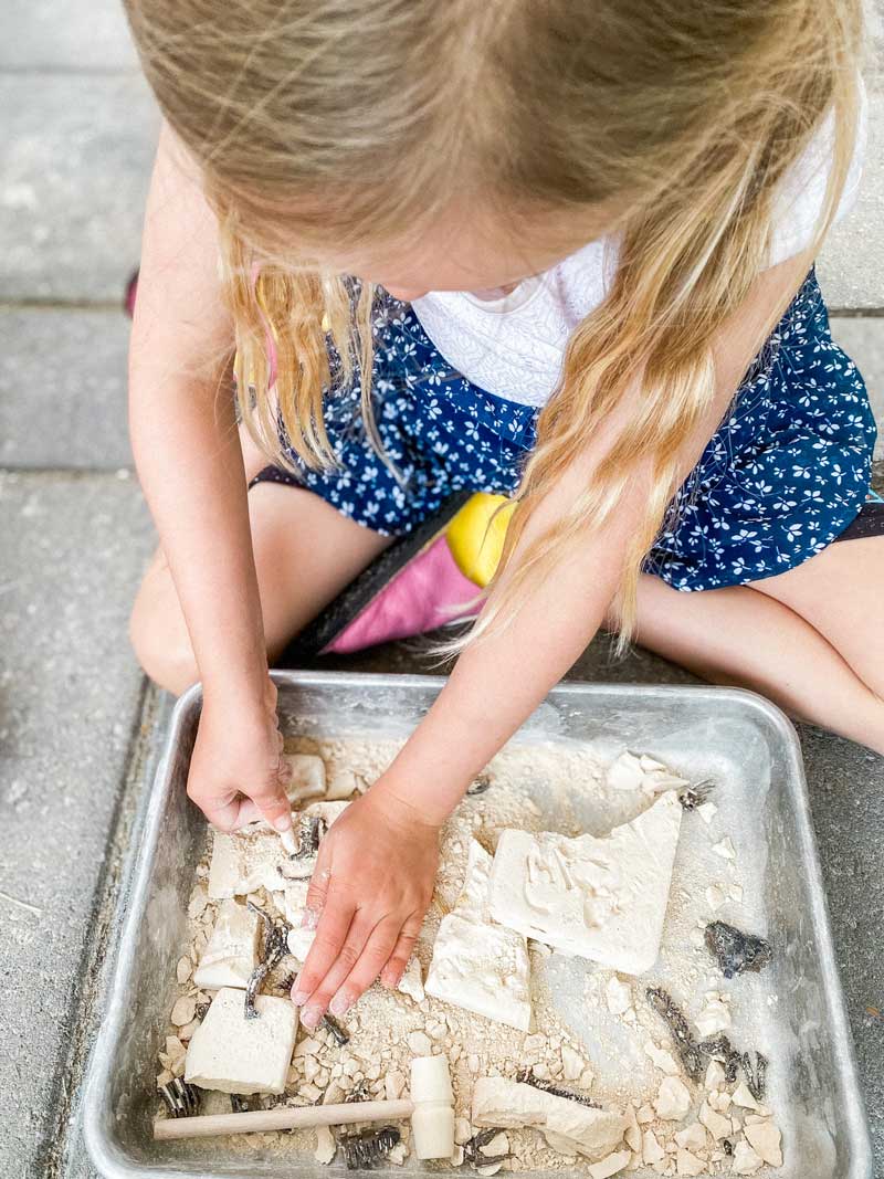Dinosaur Discovery