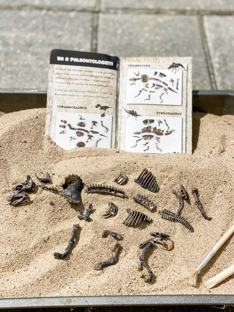 Dinosaur Discovery